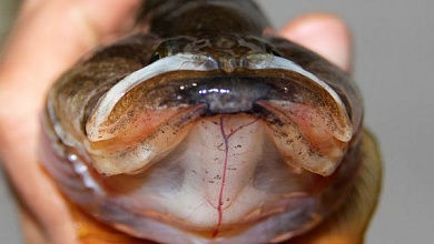 Американский сомик и ротан-головешка: чем опасны чужеродные рыбы в белорусских водоемах и как с ними бороться 