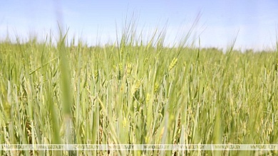 Больше всего из-за майских заморозков пострадали посевы в Брестской области