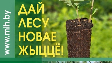 Лунінецкі раён далучаецца да рэспубліканскай акцыі «Дай лесу новае жыццё!»