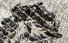 За 50 раков заплатил уже 9 тысяч рублей житель Брестской области