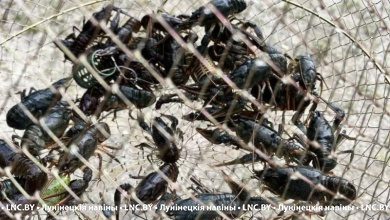 За 50 раков заплатил уже 9 тысяч рублей житель Брестской области