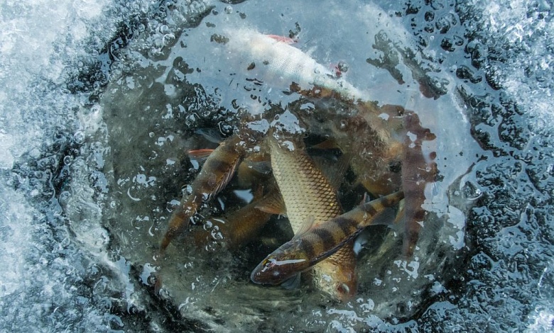 Экологи Лунинетчины призывают спасти рыбу от замора