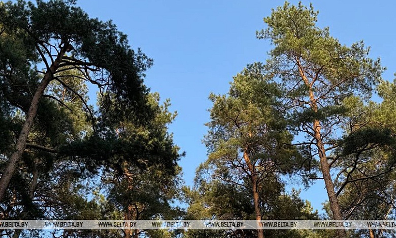 Ограничения на посещение лесов действуют в 36 районах Беларуси. Лунинецкий - в их числе