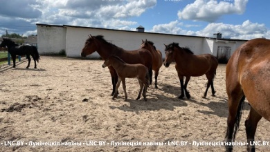 Лошадей уникальной породы разводят в Лунинецком районе