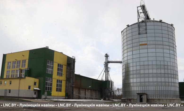 Выгодно всем! Как зарабатывают на рапсе в Лунинецком районе