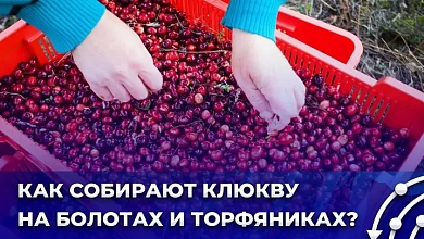 "Красное золото" Беларуси. Как собирают клюкву на болотах и торфяниках?