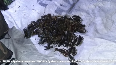Браконьеры наловили раков на сумму более 7200 рублей в Лунинецком районе