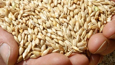 Уборка зерновых в Беларуси: намолочено 1 миллион 612 тысяч тонн