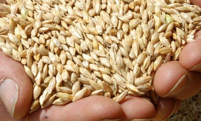 Уборка зерновых в Беларуси: намолочено 1 миллион 612 тысяч тонн