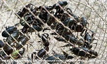 Ужин из раков за 6 тыс. рублей! Прокуратура Лунинецкого района направила в суд уголовное дело