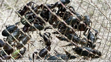 Ужин из раков за 6 тыс. рублей! Прокуратура Лунинецкого района направила в суд уголовное дело