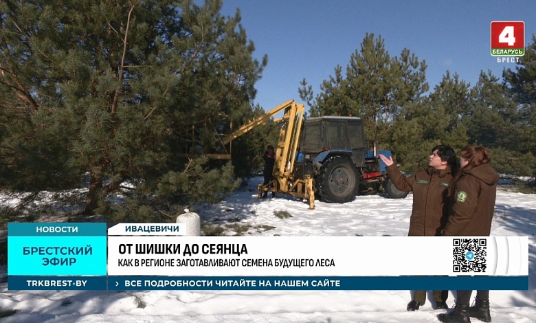 Шишки год кормят! В лесхозах Брестской области завершается зимний сезон сбора сосновых и еловых шишек