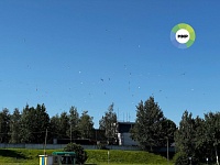 В Беларуси нашли крупнейшее в континентальной Европе скопление чаек на крыше завода под Минском