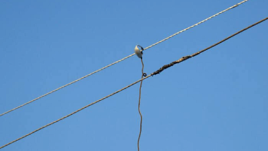 Мужчина воровал электроэнергию в Лунинецком районе