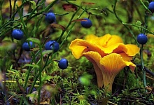 Минлесхоз напомнил о правилах сбора грибов и ягод