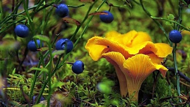 Минлесхоз напомнил о правилах сбора грибов и ягод