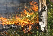 За выходные ликвидировано 6 лесных пожаров, в том числе и в Лунинецком районе