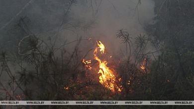 Огонь полыхает у границы Беларуси. Минлесхоз предупреждает об угрозе трансграничного пожара
