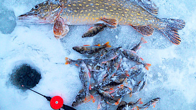 Какие знания помогут на зимней рыбалке? Рассказали специалисты
