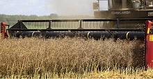 Сельхозпредприятия Лунинецкого района приступили к уборке озимого рапса