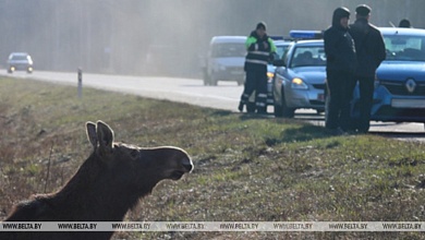 В Беларуси произошло более 3,3 тыс. ДТП с участием диких животных 