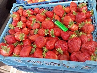 Клубника: закупщики сбивают цену, народ выжидает…(Лунинецкий район)