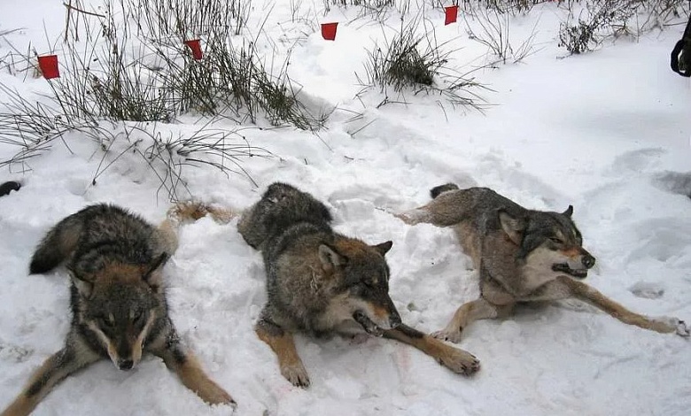 Как законно добыть волка?