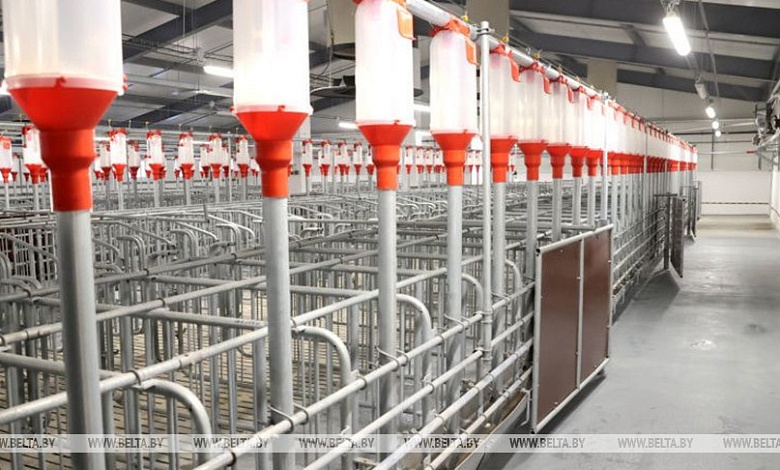 Еще один свинокомплекс на 100 тыс. голов планируют построить в Брестской области