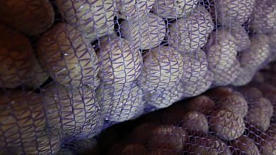 "Это по-военному надо делать". Лукашенко о закладке на хранение урожая овощей и фруктов