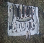 Штраф и возмещение вреда. Браконьеров с "пауками" задержали на реке Лань