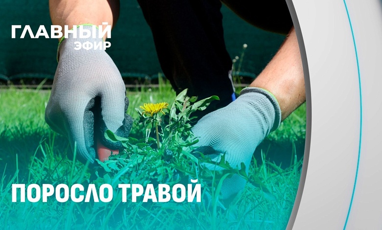 Растения-захватчики стали настоящим бедствием