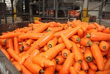 Моркови хватит для всей Беларуси только в одном Лунинецком районе