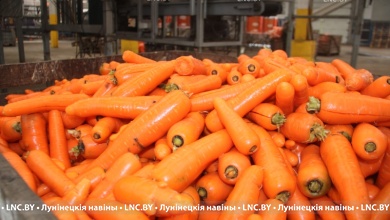 Моркови хватит для всей Беларуси только в одном Лунинецком районе