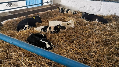 В Брестской области скрыли падеж 108 голов молодняка КРС