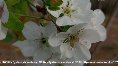 В Лунинце в сентябре зацвели вишни и черемуха