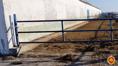 Быки покалечили людей в Пинском и Лунинецком районах