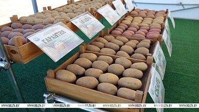 Как в Беларуси с картошкой? Овощ номер один сегодня в центре внимания Лукашенко