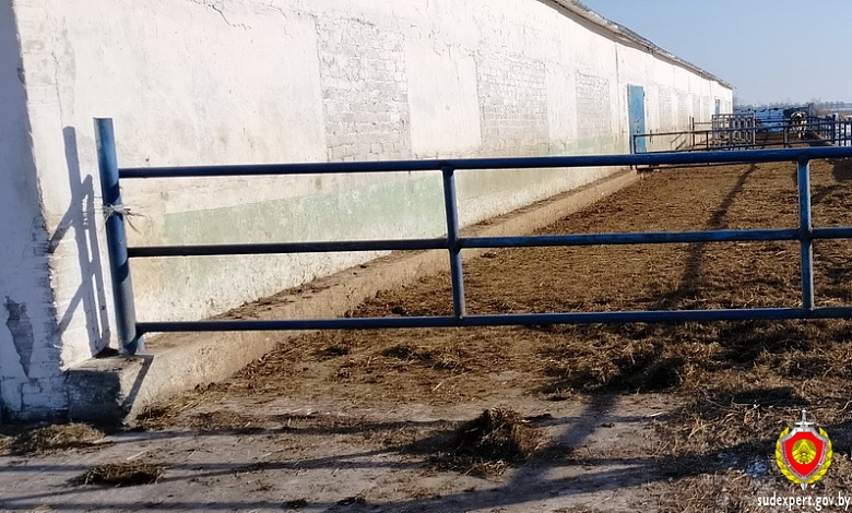 Быки покалечили людей в Пинском и Лунинецком районах