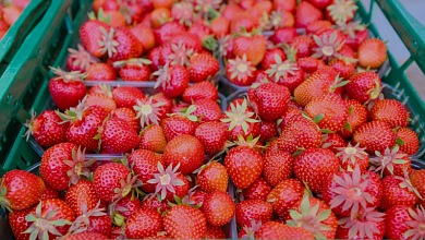 Клубничный сезон: Как не потеряться в изобилии ароматной ягоды?