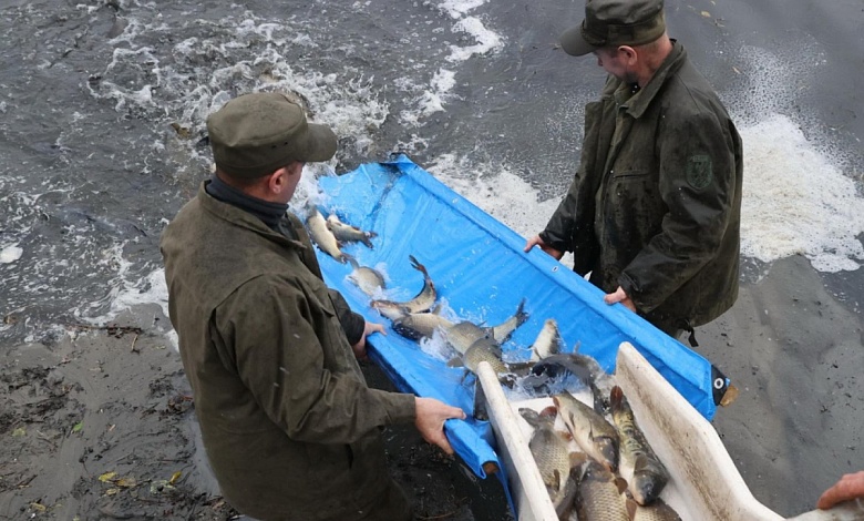 Зарыбление водоемов ведется в Беларуси. Посмотреть где