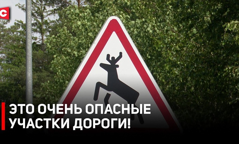 ЗВЕРИ НА ДОРОГАХ! Почему дикие животные начали чаще выбегать на проезжие части?