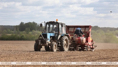 Площади посадки картофеля в Беларуси увеличены на 3 тыс. га