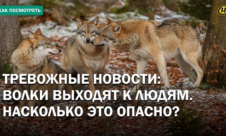 Стая волков терроризирует несколько деревень на юге Беларуси! Но так ли это?