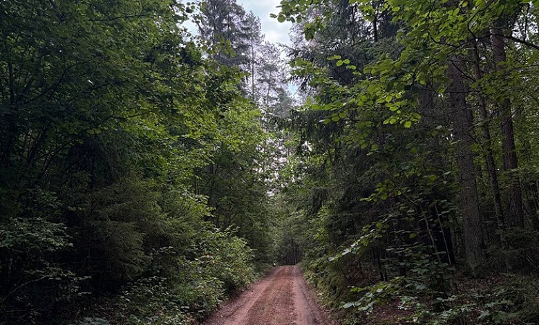 В Беларуси продолжают действовать запреты и ограничения на посещение лесов