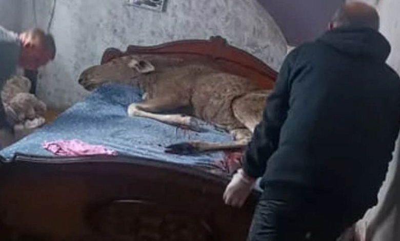 Лось пробрался в дом и улегся на кровать. Животное погибло