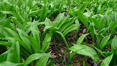 Запрет на черемшу! | Сборщики медвежьего лука возместят ущерб и оплатят штрафы!