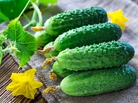 Раскрыты секреты урожая! Почему огурцы становятся горькими и кривыми, подземные диверсанты