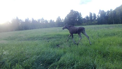 В объектив фотоловушки Лунинецкого лесхоза попали хозяева леса