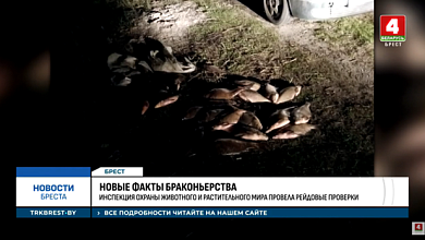 Браконьеры безумствуют в Брестской области