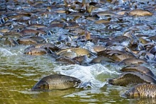 Вакансии в опытном рыбхозе "Белое". Зарплаты от 560 до 1800 рублей